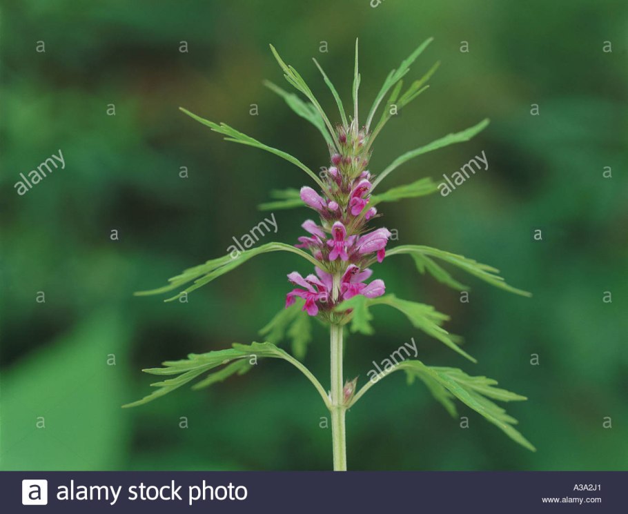 Пустырник пятилопастный (leonurus quinquelobatus)
