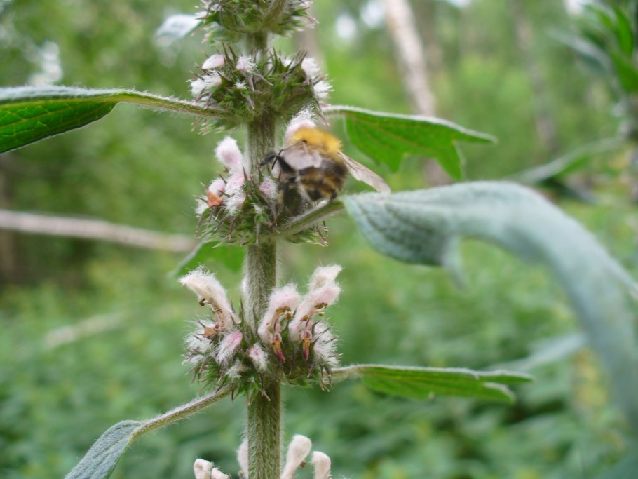 Пустырник пятилопастный (leonurus quinquelobatus)