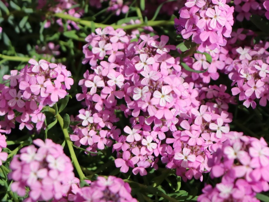 Этионема Warley Rose