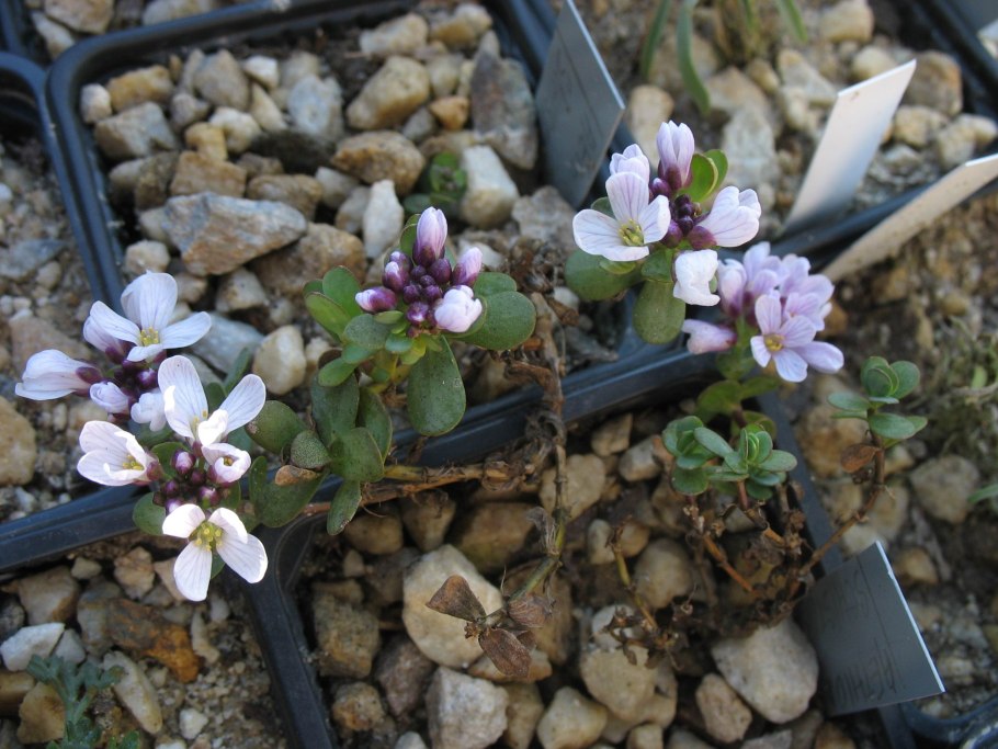 Крылотычинник Этионема розовый Гном