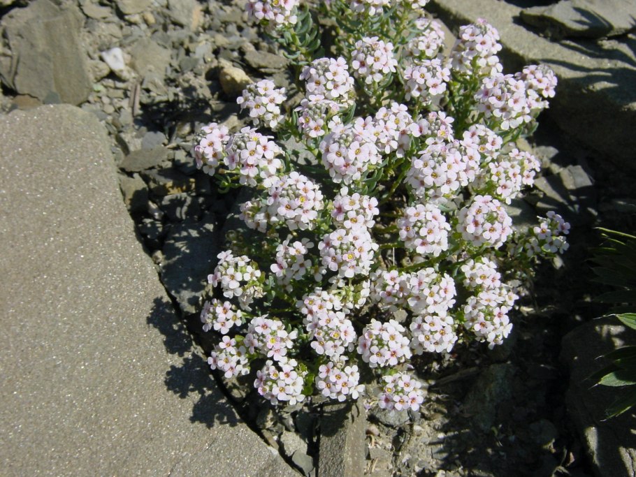 Aethionema grandiflorum
