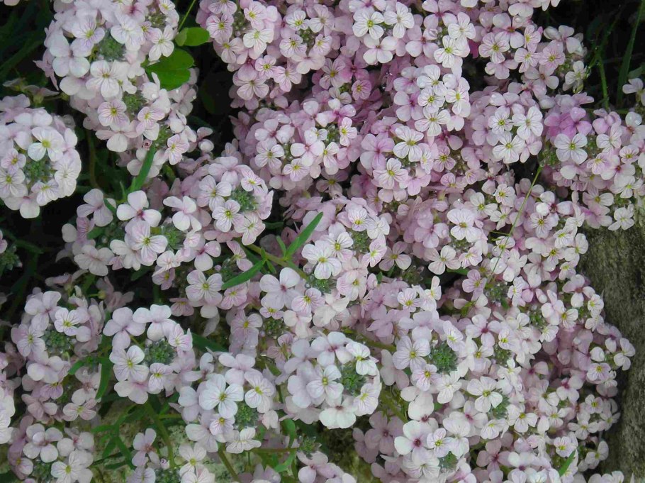 Этионема Крылотычинник