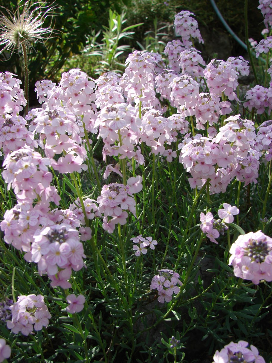 Крылотычинник Кочи