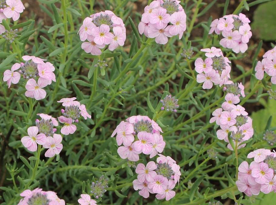 Этионема круглолистная