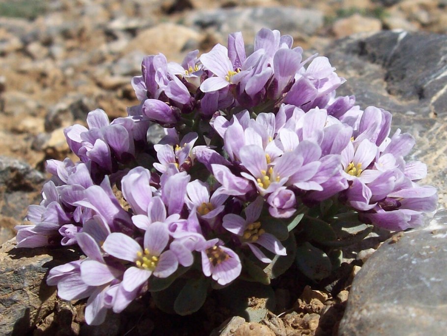 Крылотычинник круглолистный