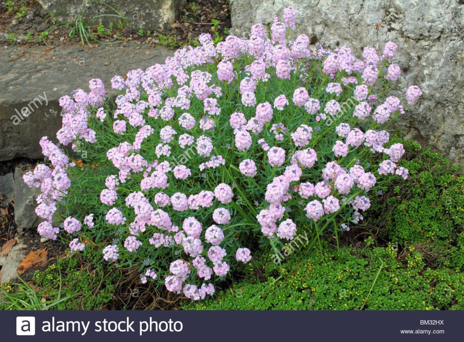 Иберис Лилициана