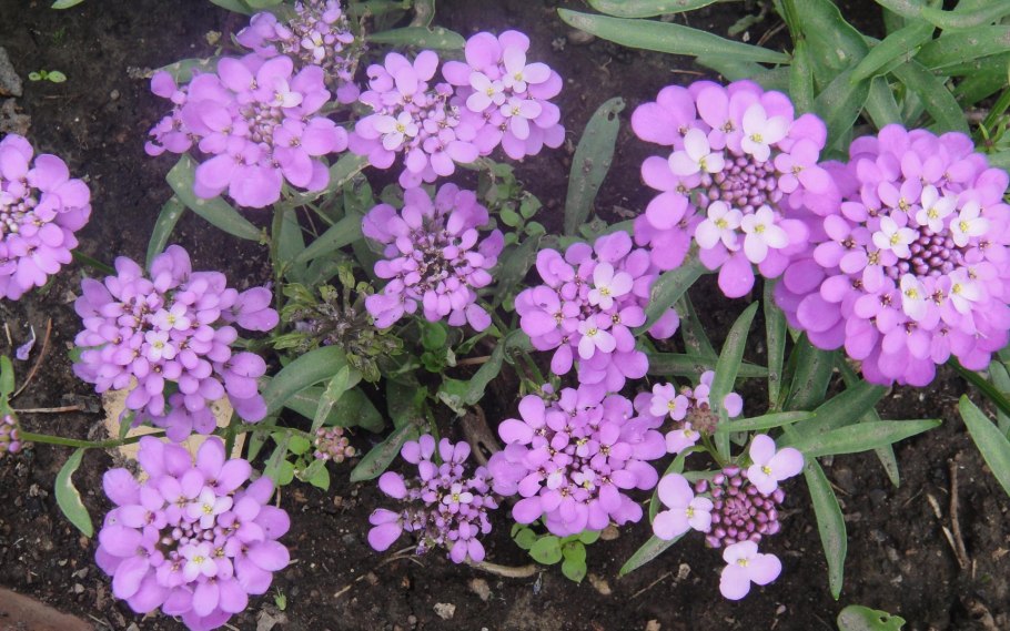 Иберис гибралтарский