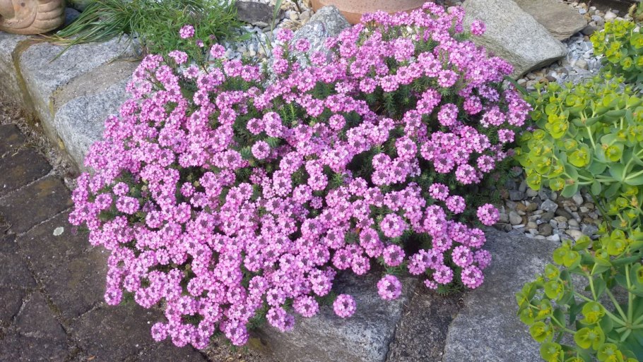 Крылотычинник скальный