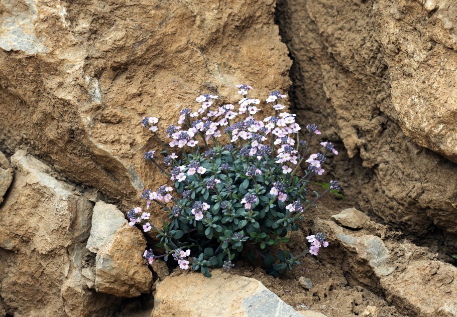 Иберис Гибралтарский александрит
