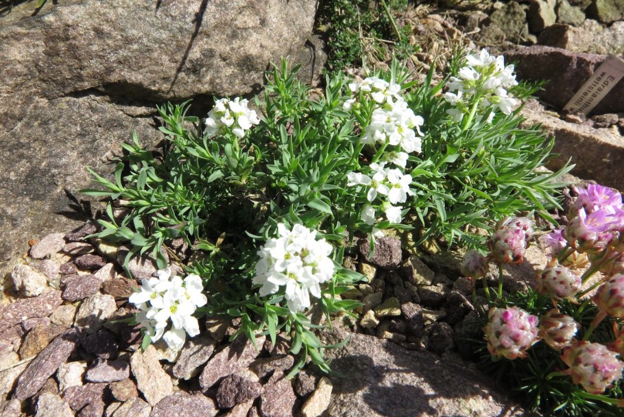 Армерия дернистая