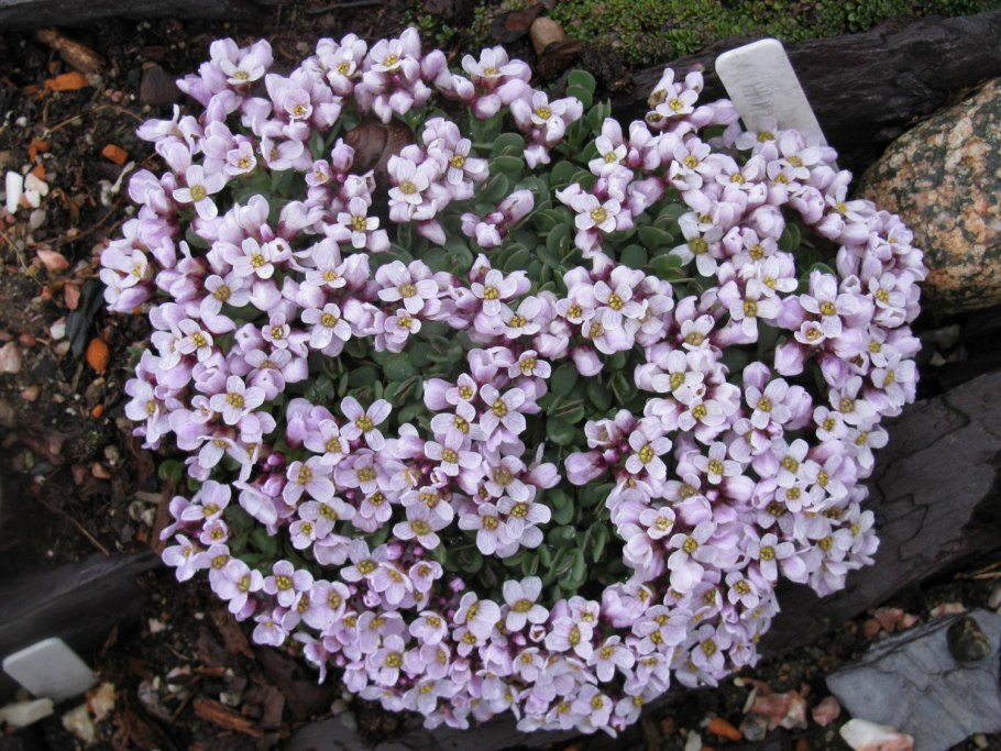 Крылотычинник крупноцветковый