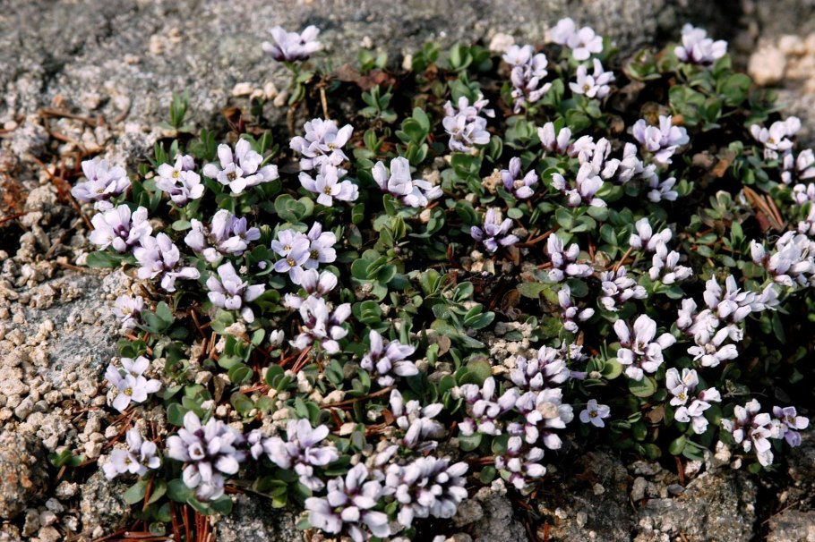 Этионема Крылотычинник круглолистный