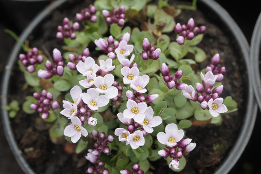 Крылотычинник Этионема розовый Гном