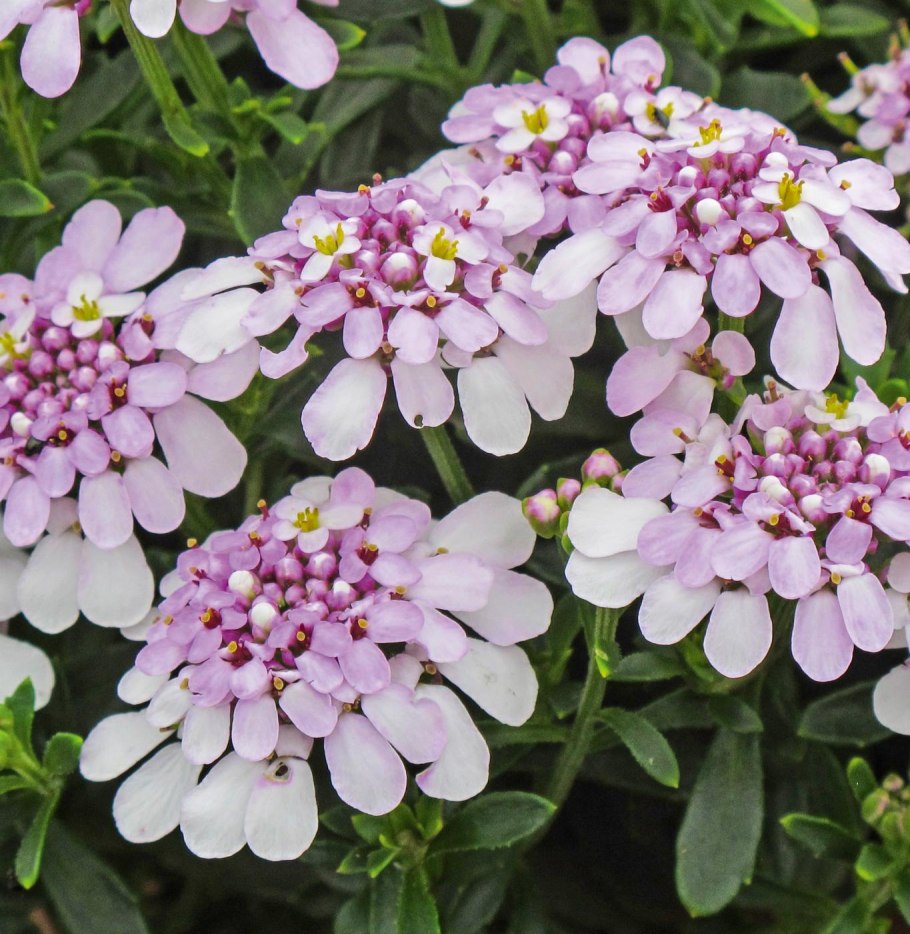 Иберис гибралтарика