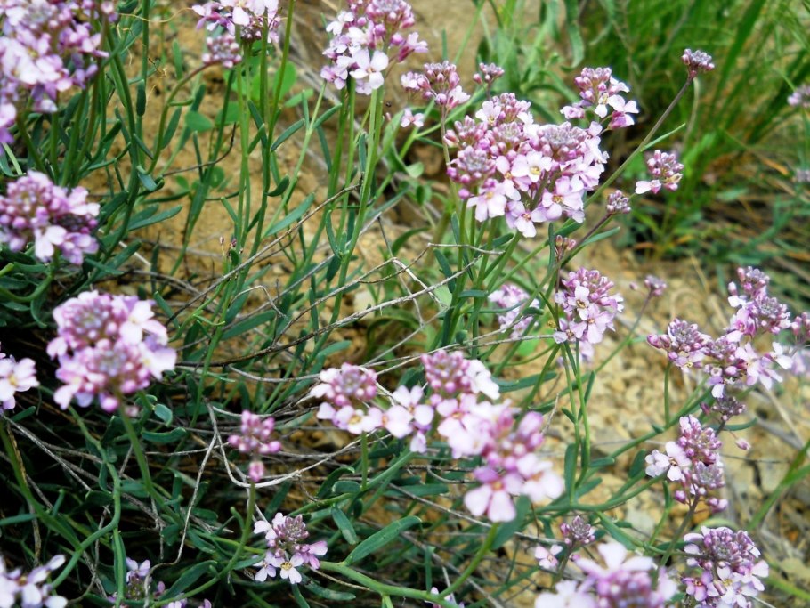 Этионема Крылотычинник