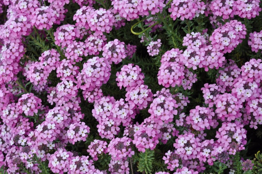 Крылотычинник Этионема розовый Гном