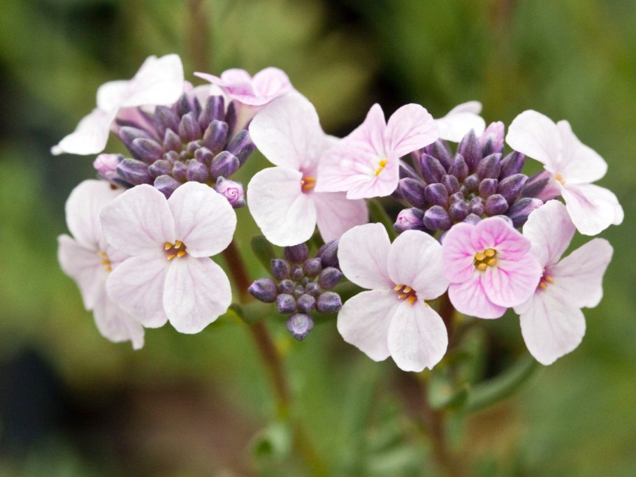 Крылотычинник крупноцветковый