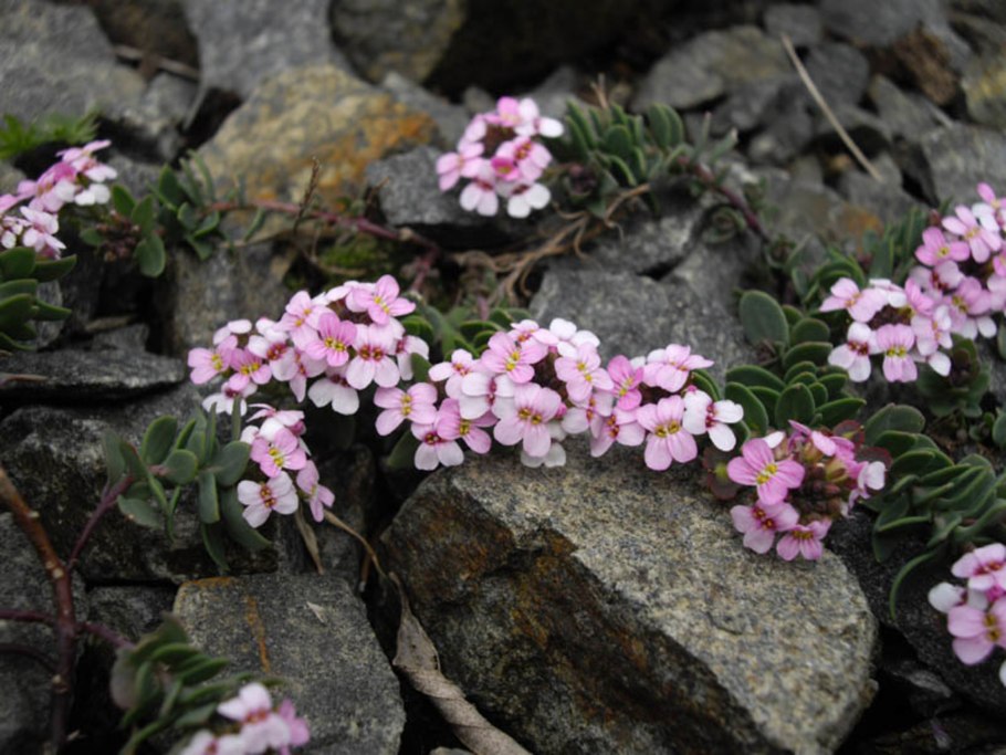 Крылотычинник Aethionema armenum Warley Rose