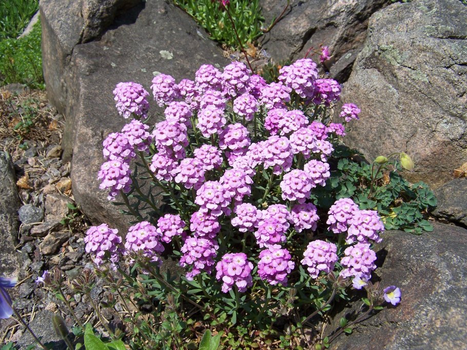 Крылотычинник круглолистный