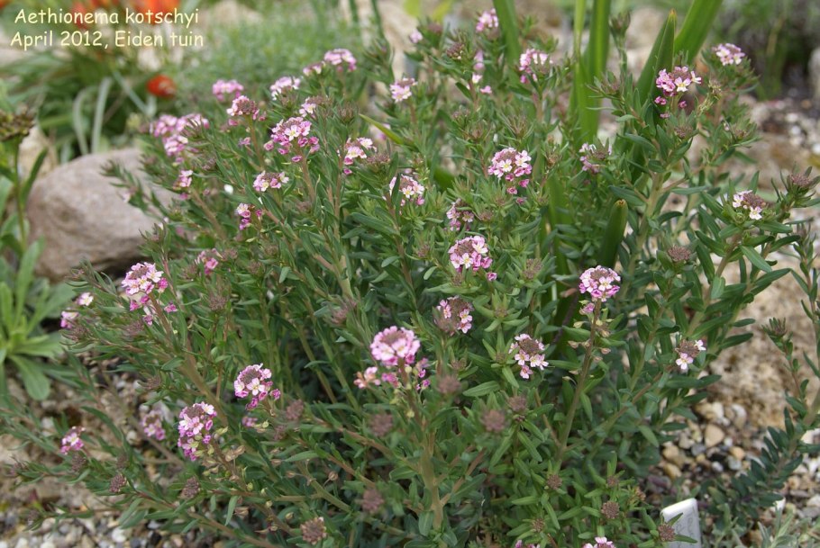 Мыльнянка ползучая