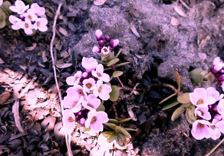 Камнеломка в Арктике