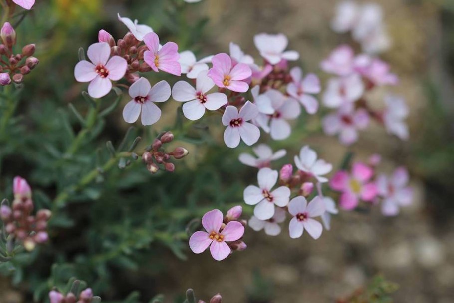 Сапонария мыльнянка