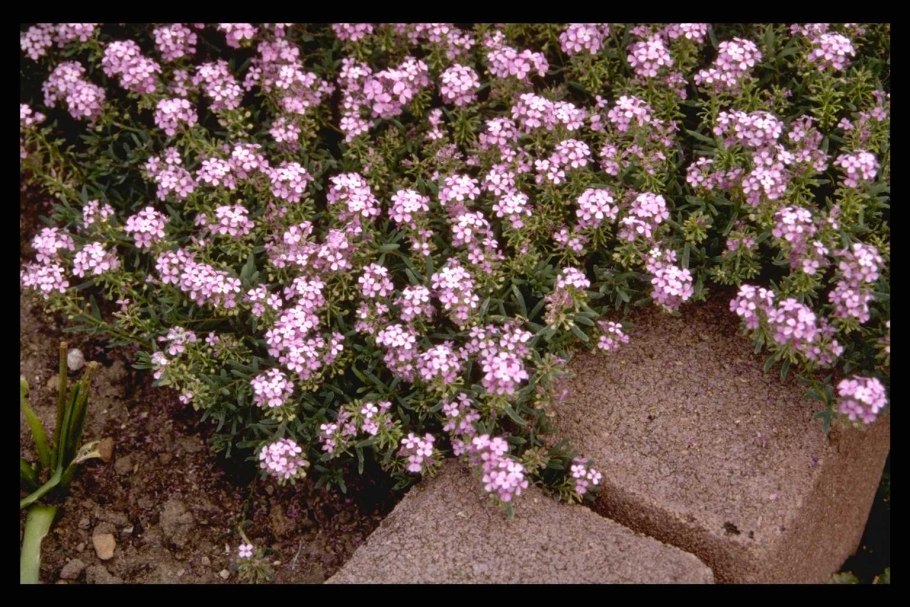 Этионема крылотычинник