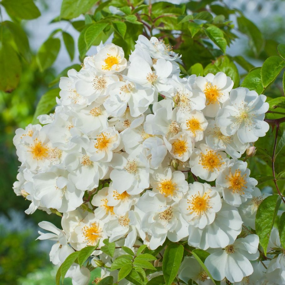 Роза почвопокровная Альба Мейдиланд