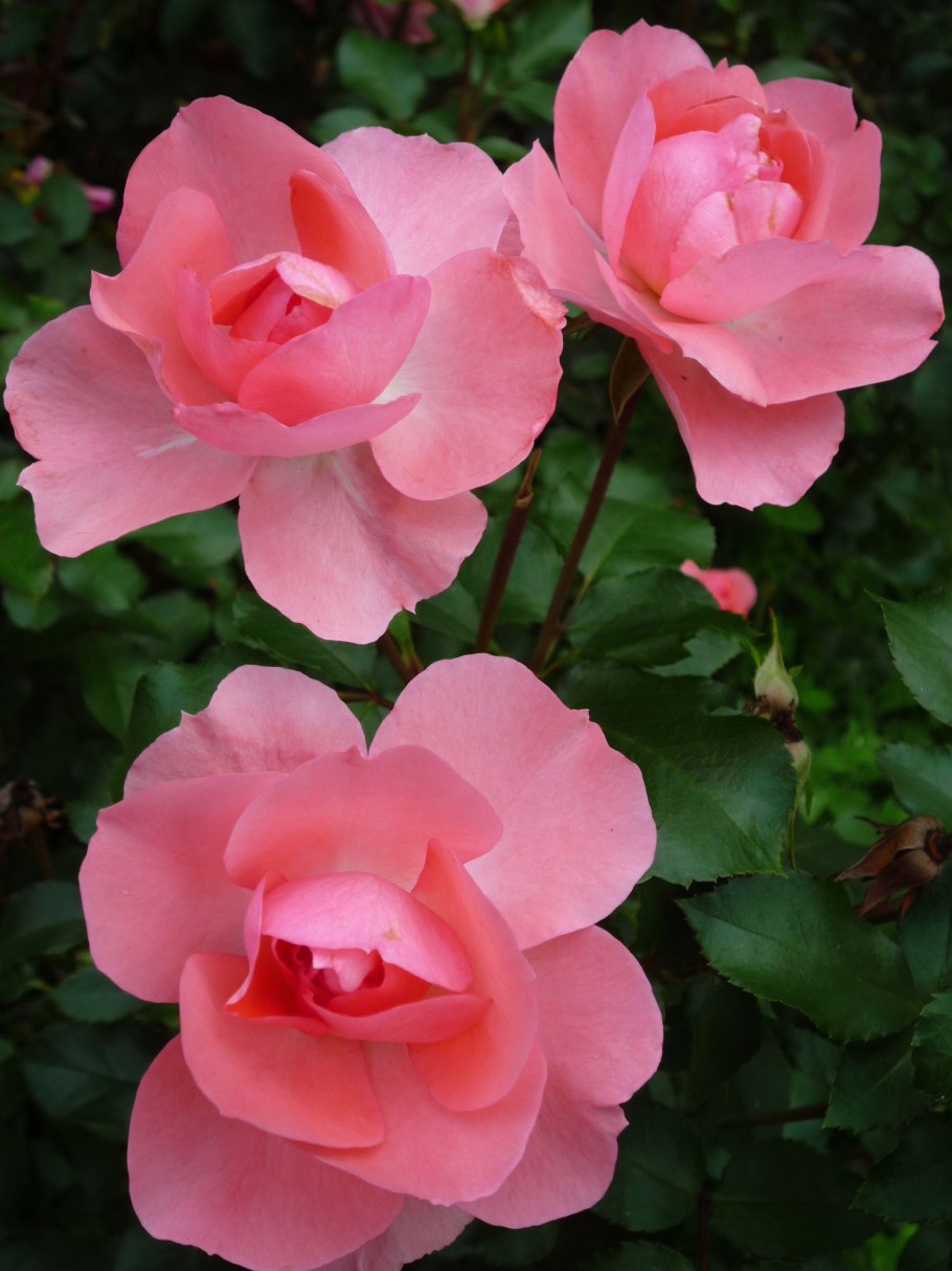 Rosa Alexandre Girault