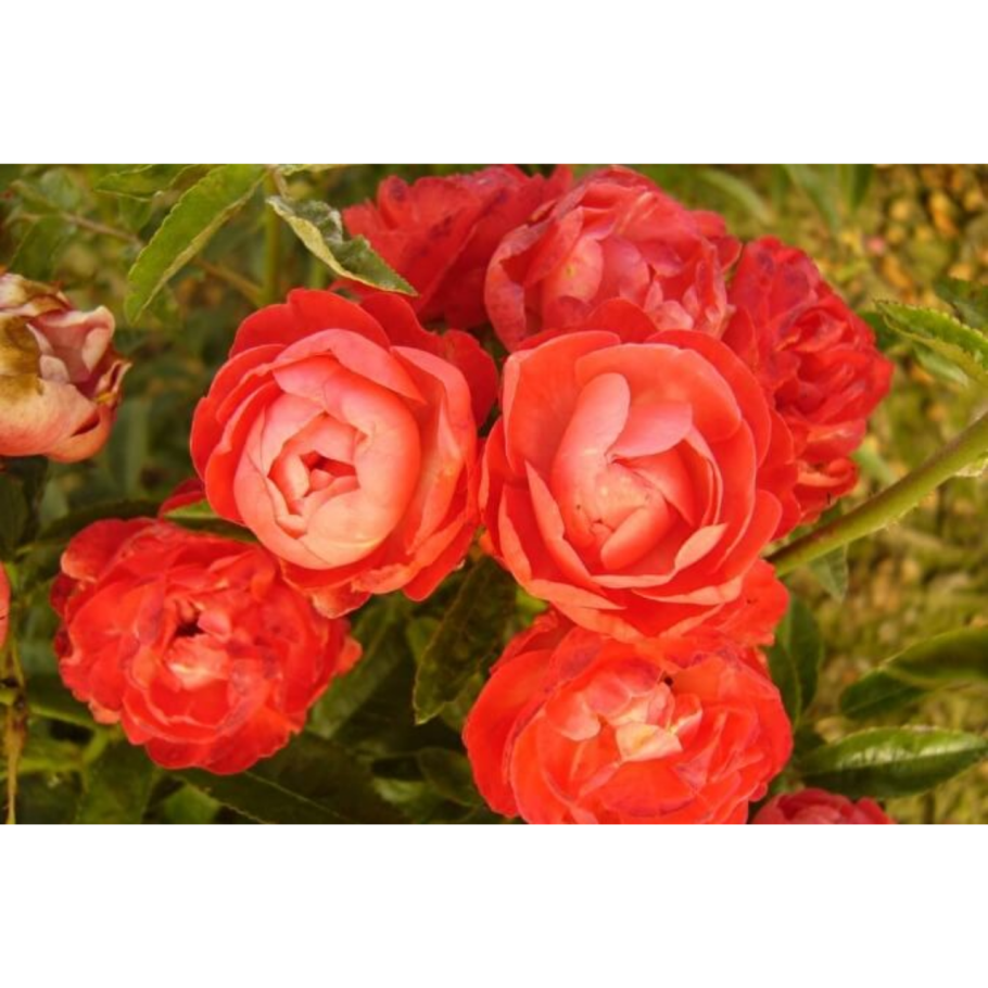 Роза флорибунда Свит Дрим