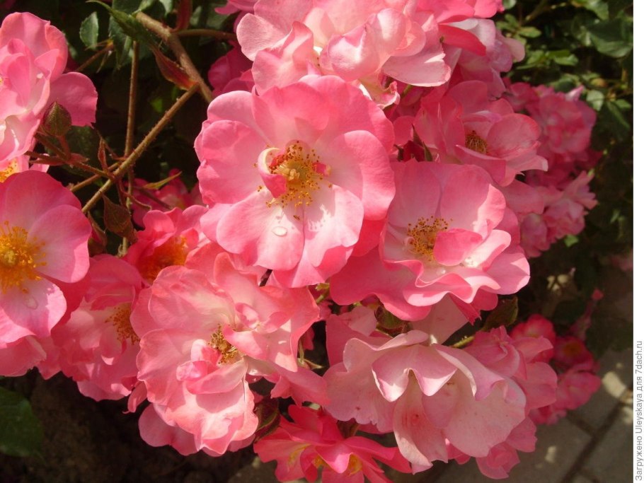 Розы Вихурана