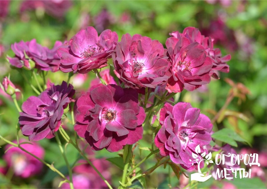 Роза флорибунда красная