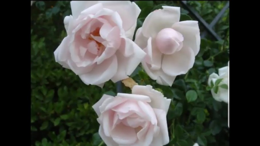 Сомерсет роза