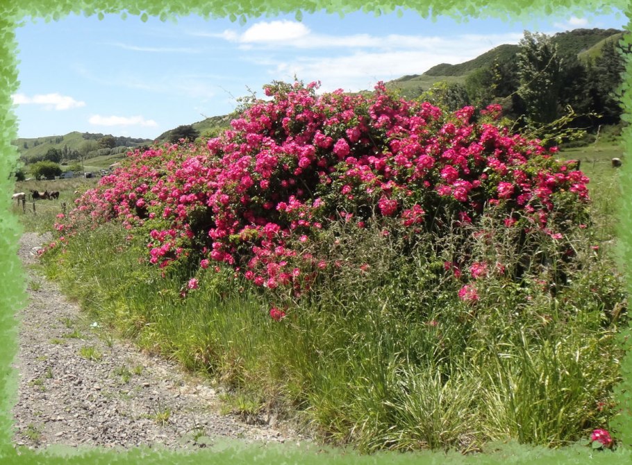 Роза почвопокровная Вайт ковер