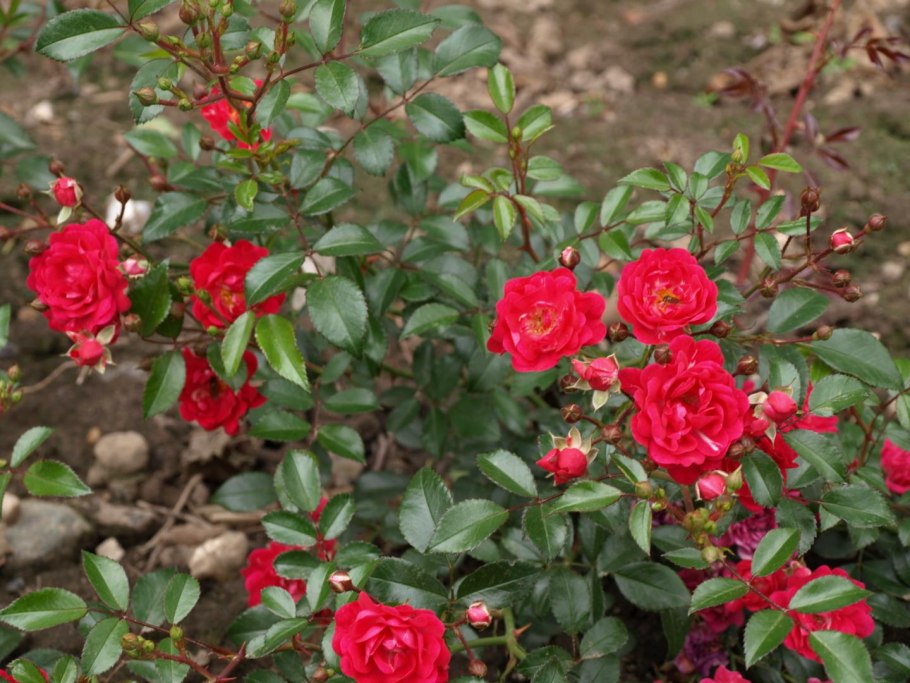 Олд Голд полиантовая роза