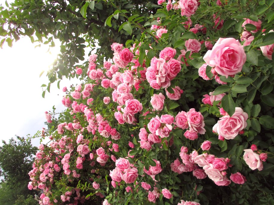 Роза битвин