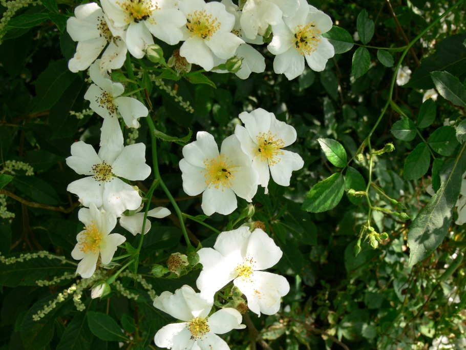 Роза Вихурана описание