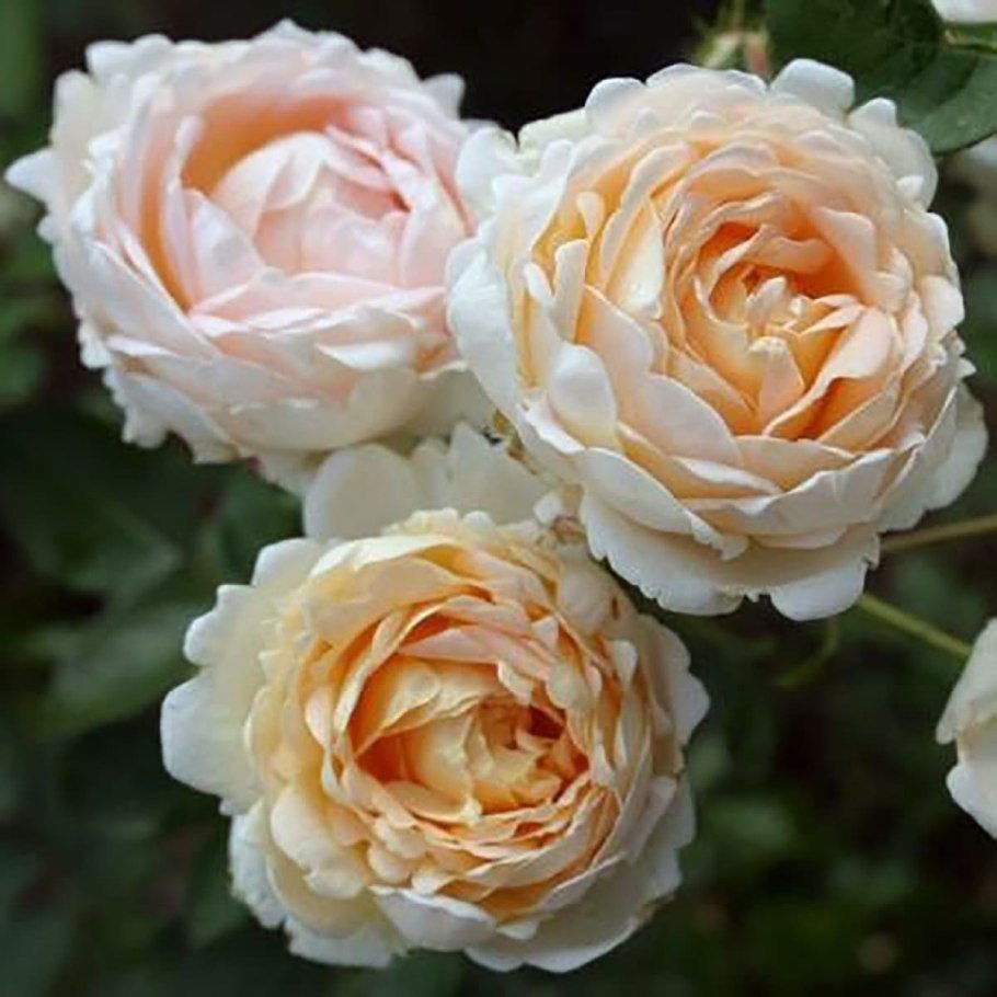 Роза Квинсдей