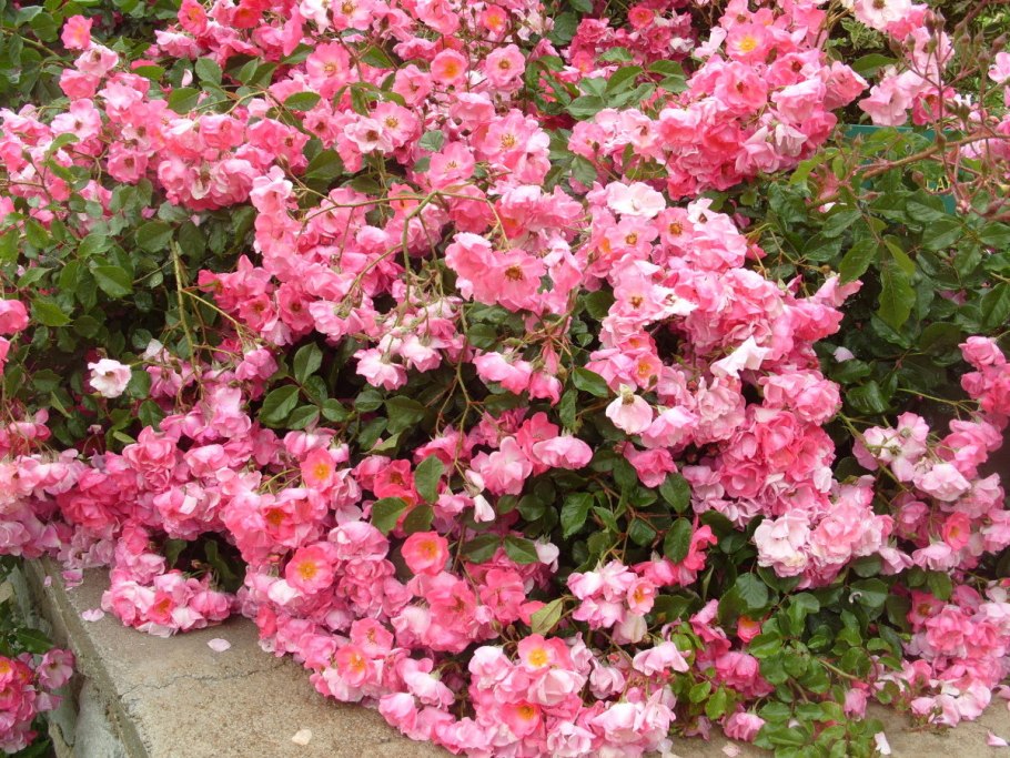 Роза Симонида почвопокровная