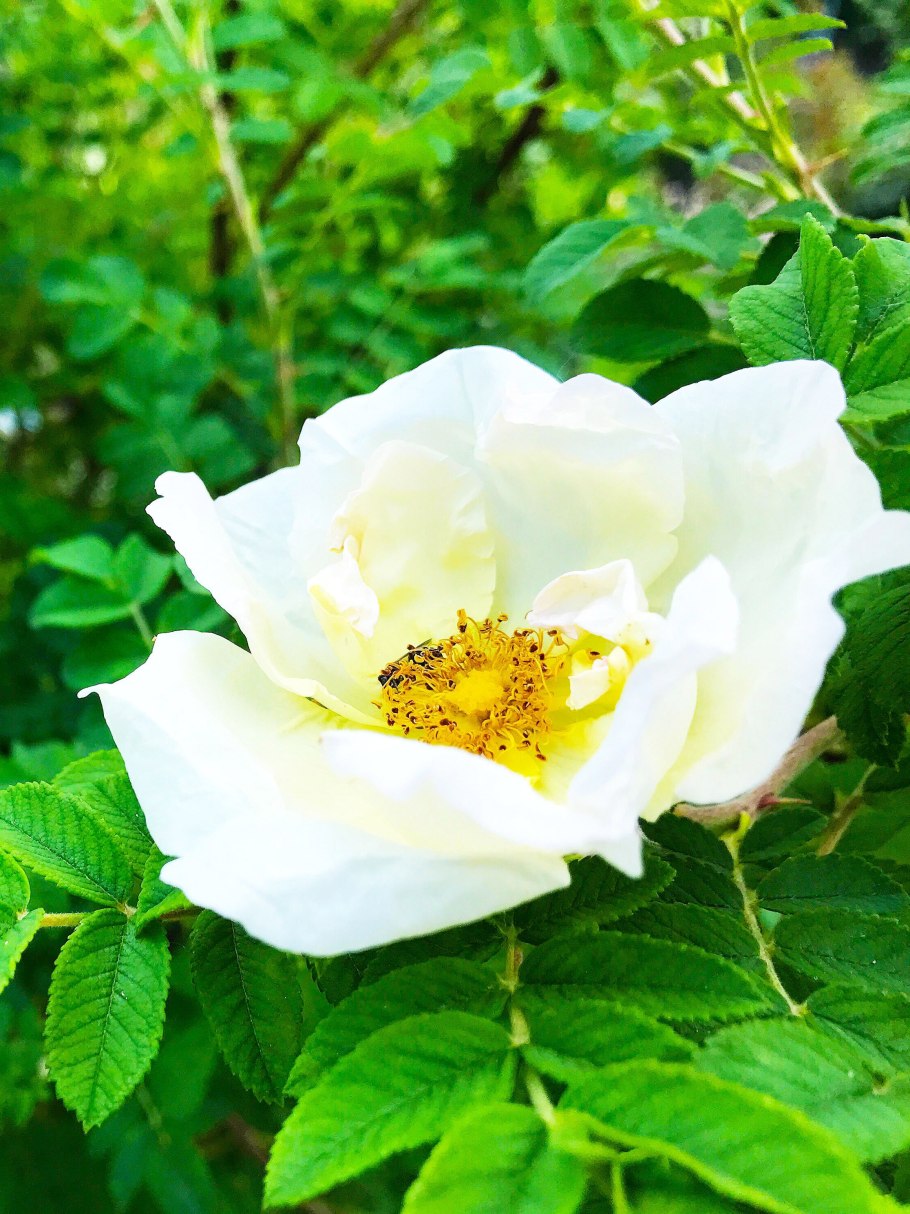 Роза Хельга