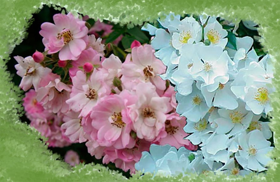 Роза Вихуры фото