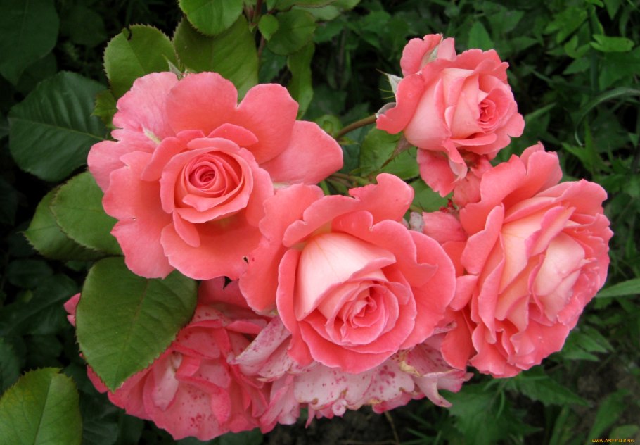 Роза амаретто флорибунда