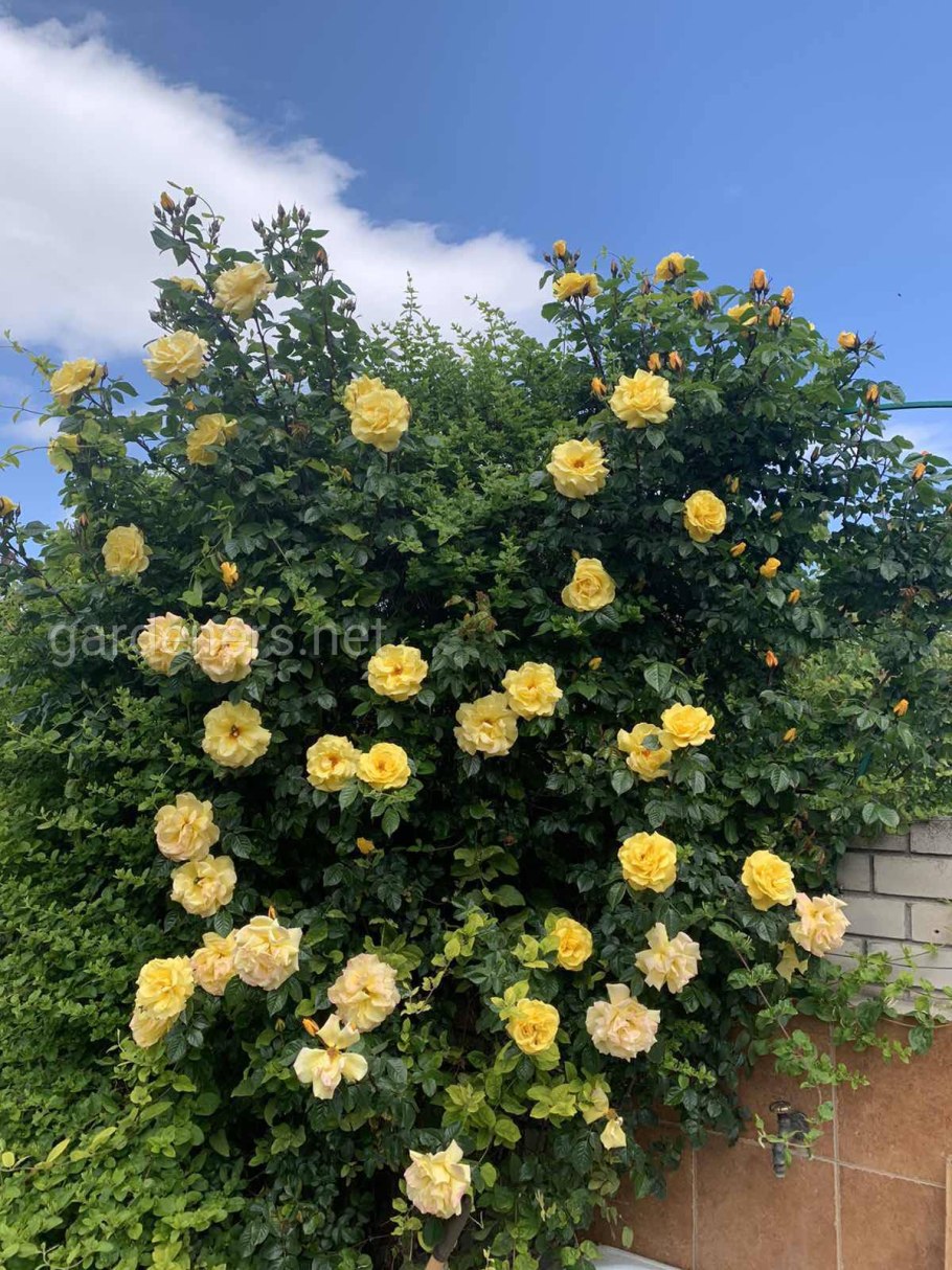 Кустарник роза ругоза