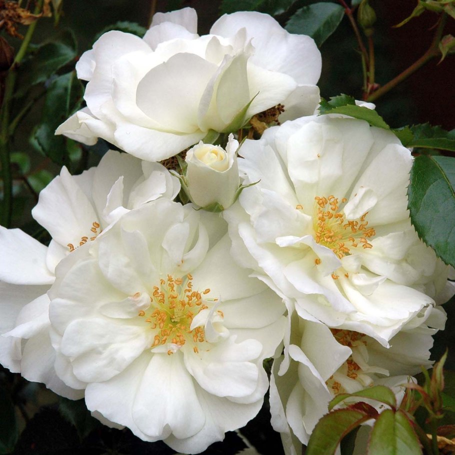 Роза Симонида почвопокровная