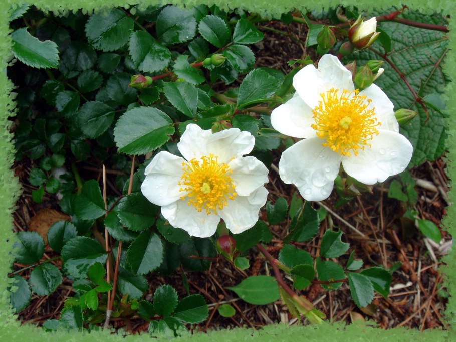 Роза Вихуры фото