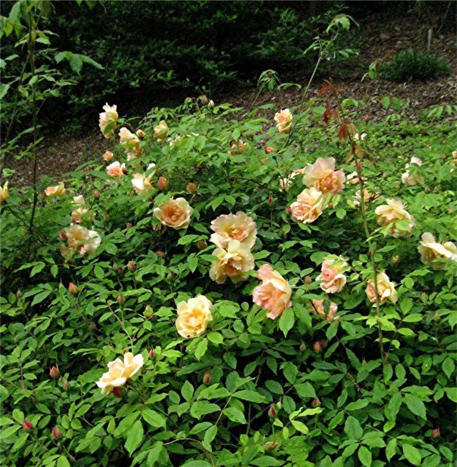 Роза ругоза Живая изгородь