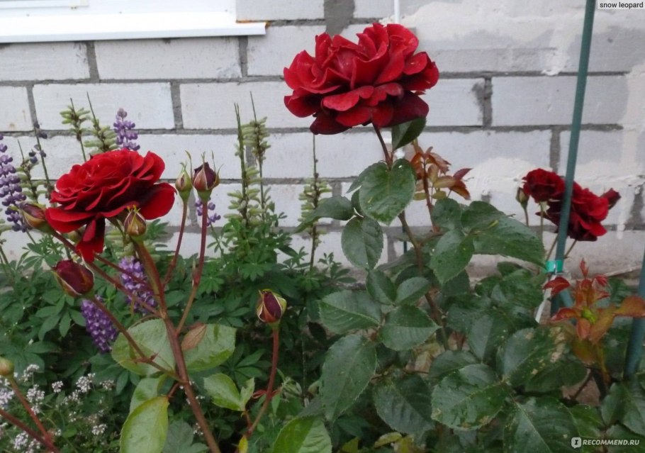 Роза плетистая jazz