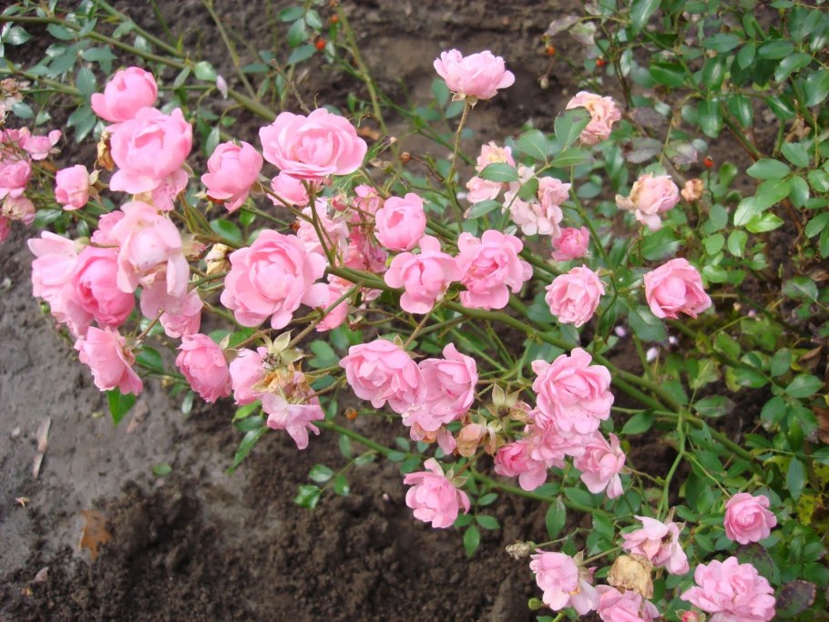 Роза почвопокровная зе фейри