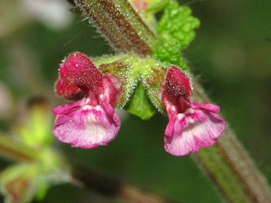 Яснотковые Lamiaceae