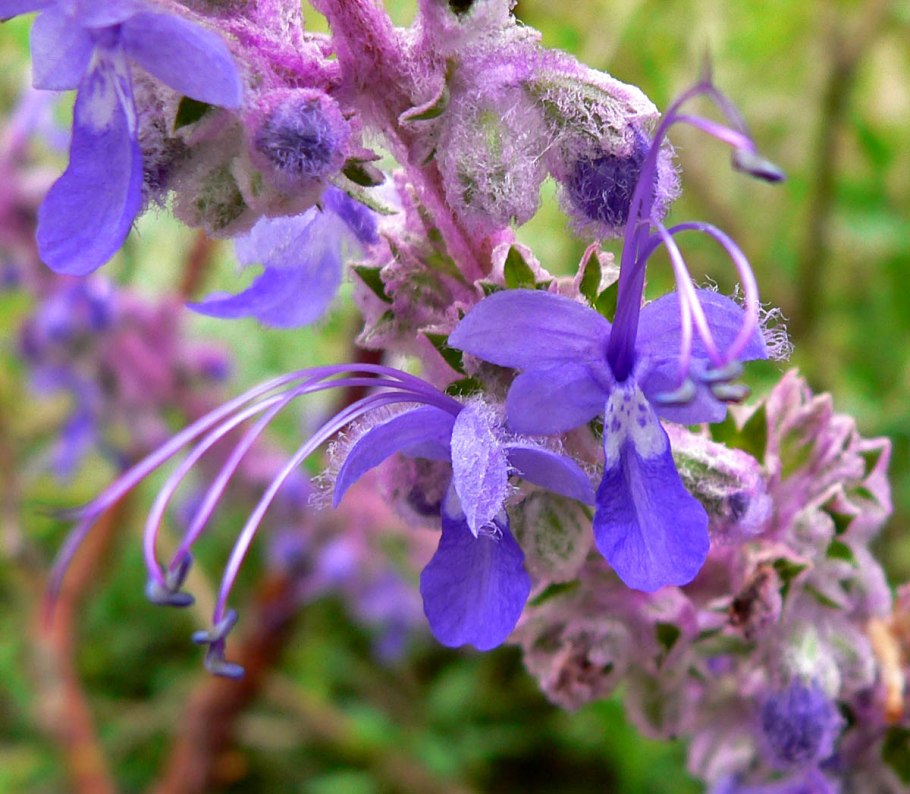Stachys palustris